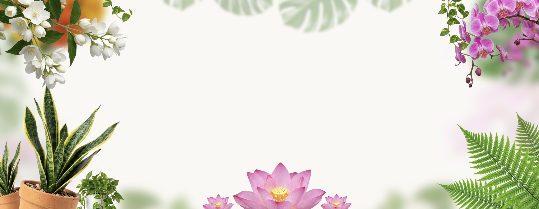 Vanarva plant collection